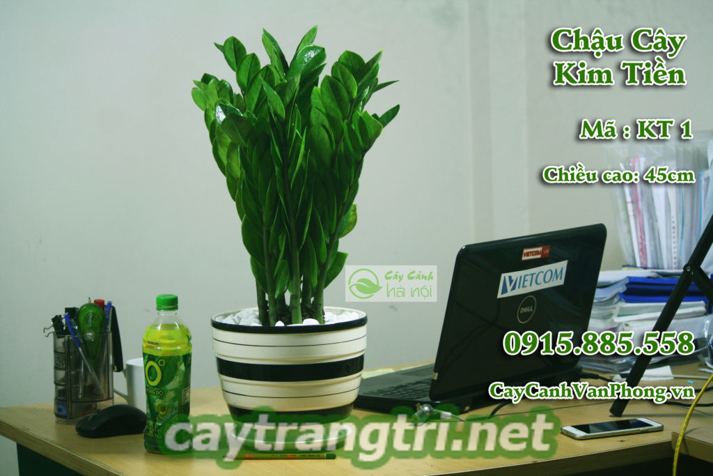 cay-canh-noi-that-1-768x1024 Những loại cây cảnh nội thất phong thủy nên trồng trong nhà