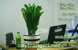 Cây cảnh nội thất - cây kim tiền