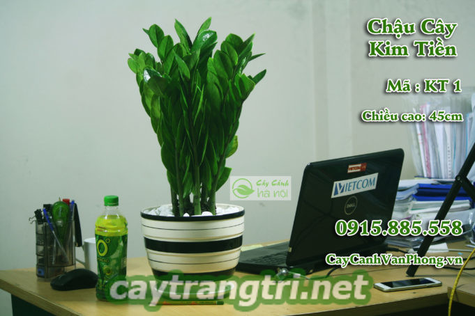 Cây cảnh nội thất - cây kim tiền