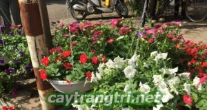 Cây chịu nắng cho mùa hè nóng nực