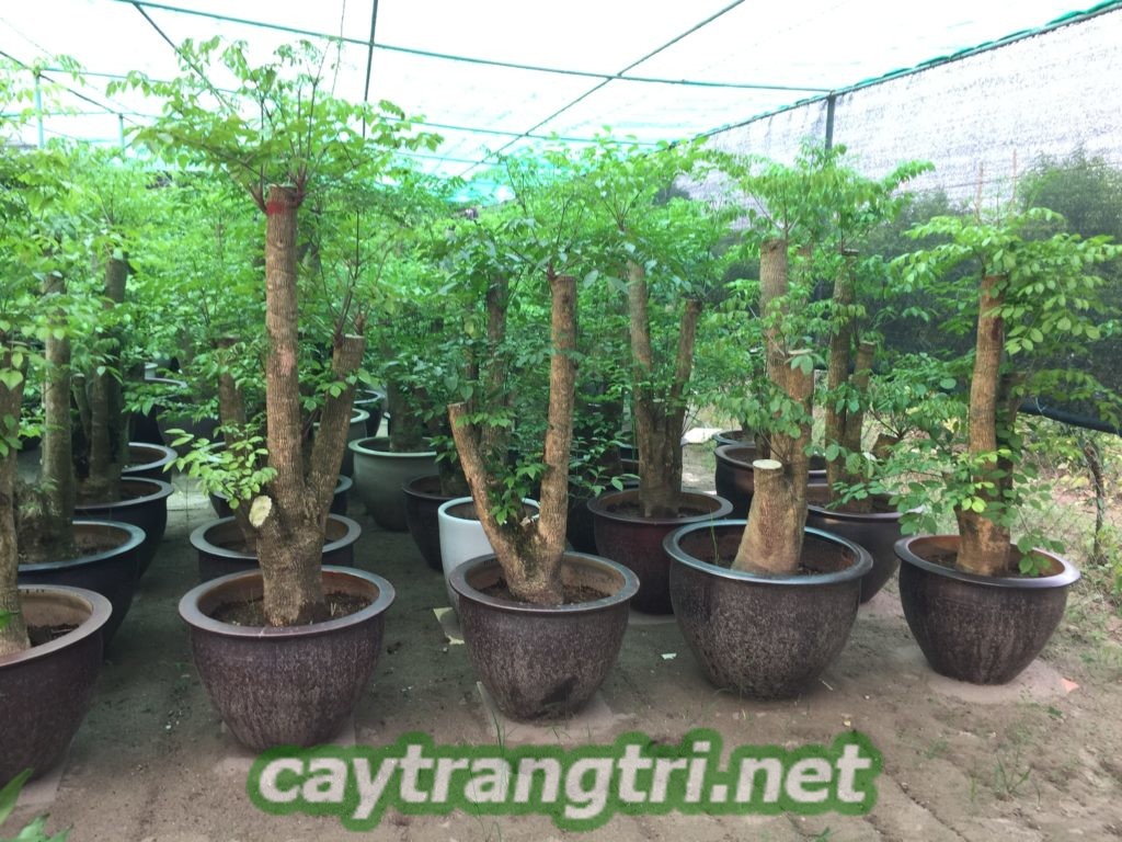 cay-hanh-phuc-1024x768 Mua cây hạnh phúc ở đâu? Ý nghĩa và tác dụng của cây là gì?