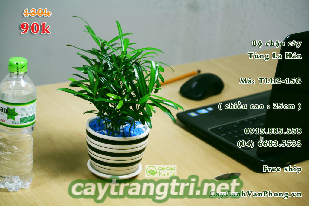 cay-hop-menh-3-1024x683 Hướng dẫn lựa chọn cây hợp mệnh giúp mang đến tài lộc