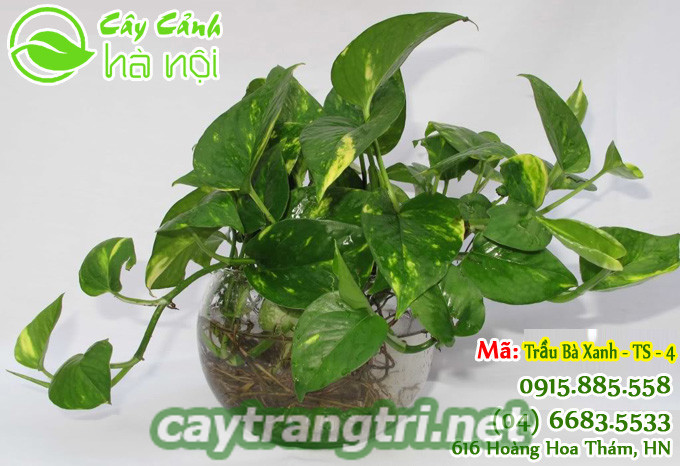 cay-hop-tuoi-1024x683 Hướng dẫn chọn cây hợp tuổi giúp mang lại tài lộc, may mắn