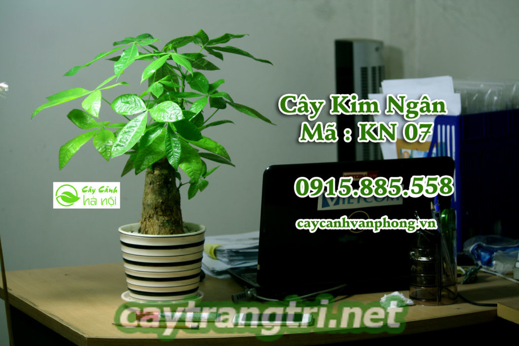 cay-hop-tuoi-1024x683 Hướng dẫn chọn cây hợp tuổi giúp mang lại tài lộc, may mắn