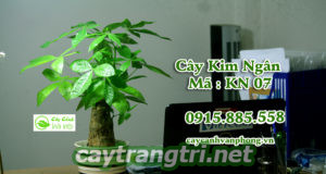 Cây kim ngân - cây hợp tuổi Tuất