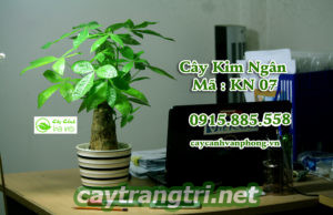 Cây kim ngân - cây hợp tuổi Tuất