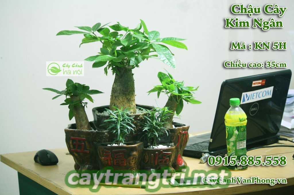 cay-kim-ngan-1024x682 Cây kim ngân giúp mang đến ý nghĩa phong thủy như thế nào?