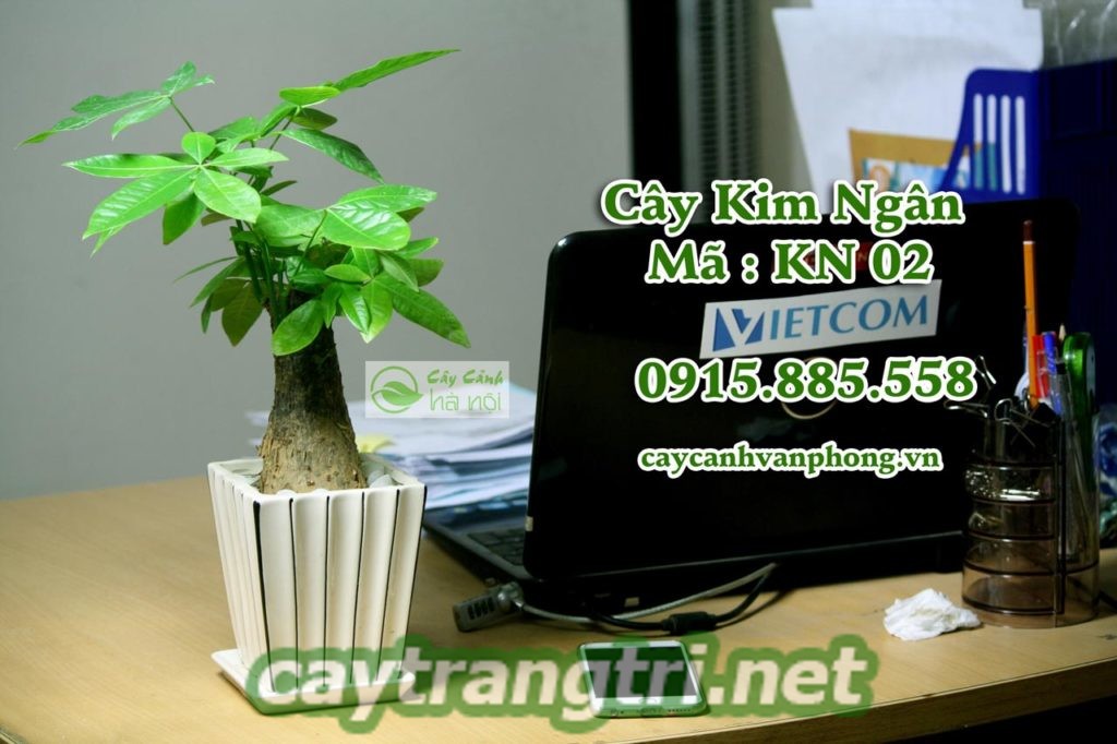 cay-kim-ngan-1024x682 Cây kim ngân giúp mang đến ý nghĩa phong thủy như thế nào?