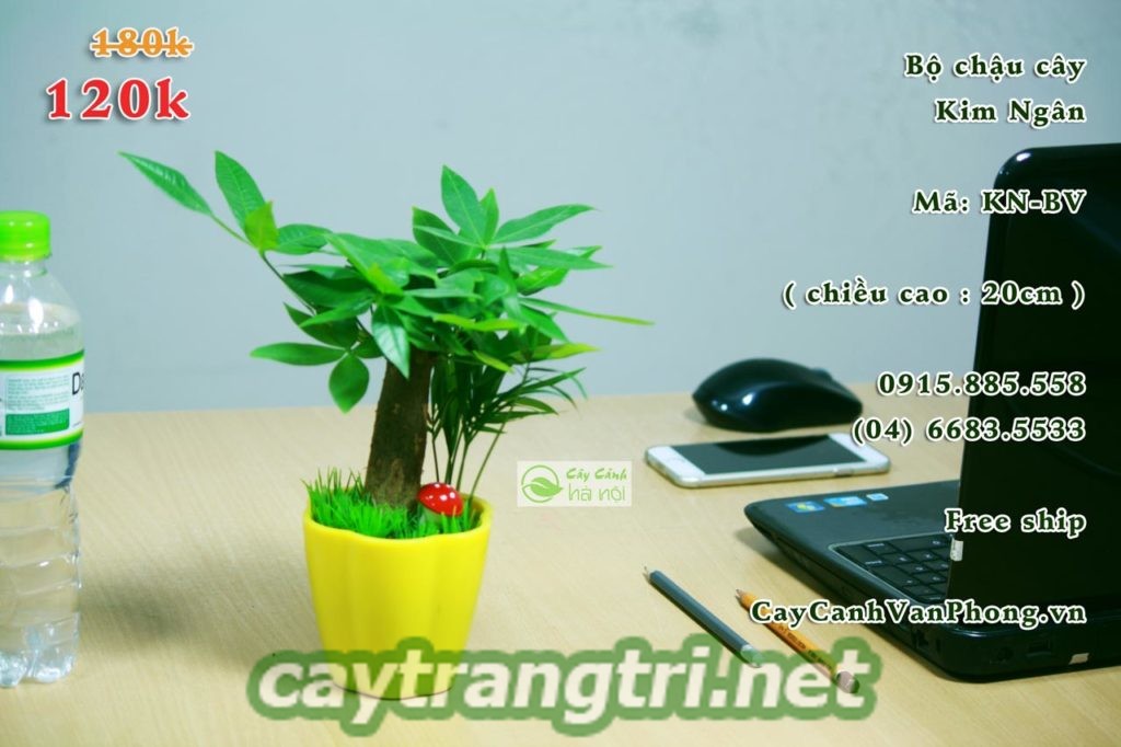 cay-kim-ngan-1024x682 Cây kim ngân giúp mang đến ý nghĩa phong thủy như thế nào?