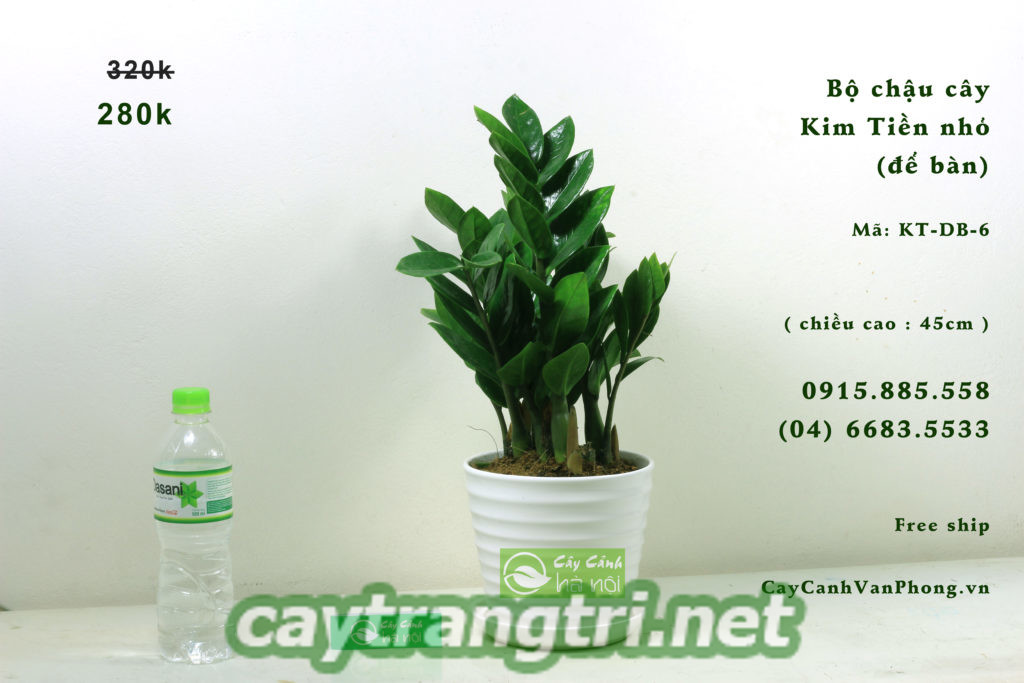 cay-kim-tien-1-1024x683 Tìm hiểu về cây kim tiền ,ý nghĩa và cách chăm sóc đúng chuẩn