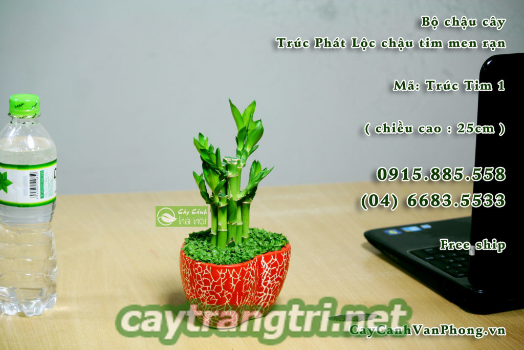 cay-phat-loc-3-1024x683 Cây phát lộc phong thủy mang ý nghĩa như thế nào?