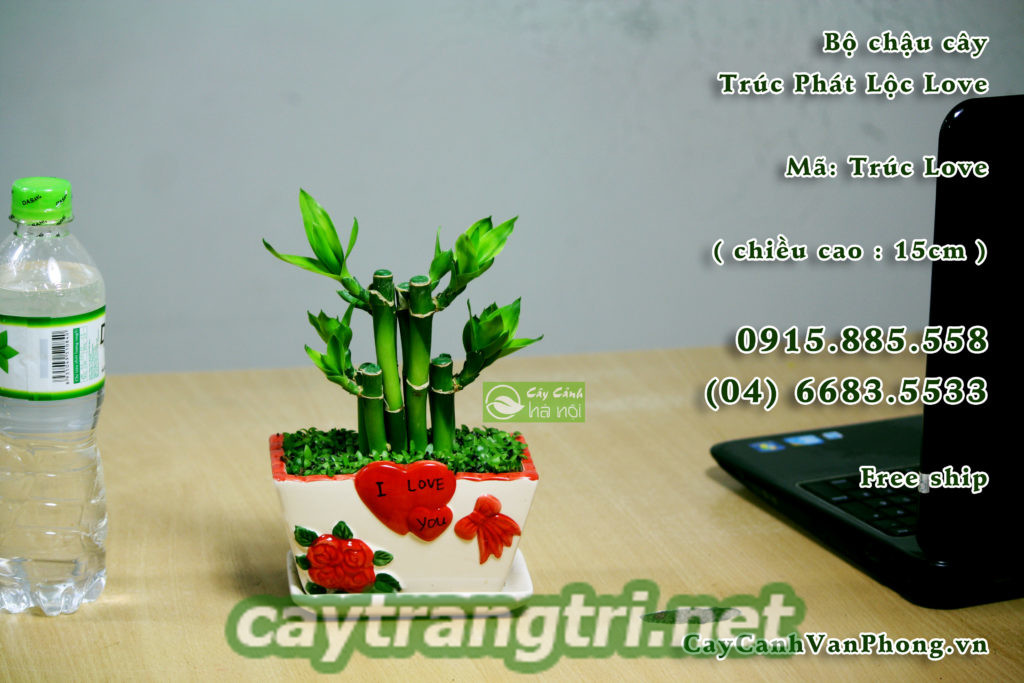 cay-phat-loc-3-1024x683 Cây phát lộc phong thủy mang ý nghĩa như thế nào?