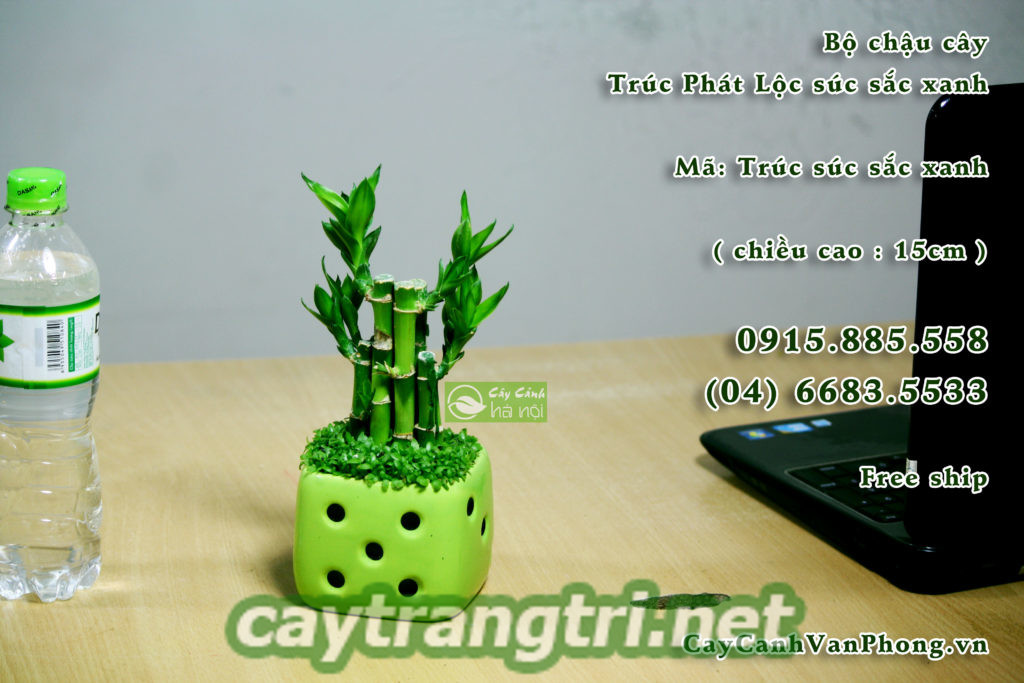 cay-phat-loc-3-1024x683 Cây phát lộc phong thủy mang ý nghĩa như thế nào?