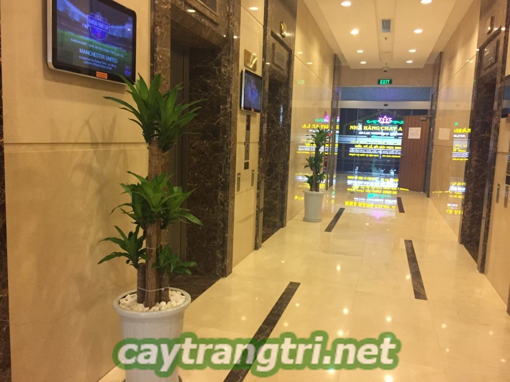 cay-phat-tai-768x1024 Cây phát tài có ý nghĩa như thế nào và cách chăm sóc đúng chuẩn