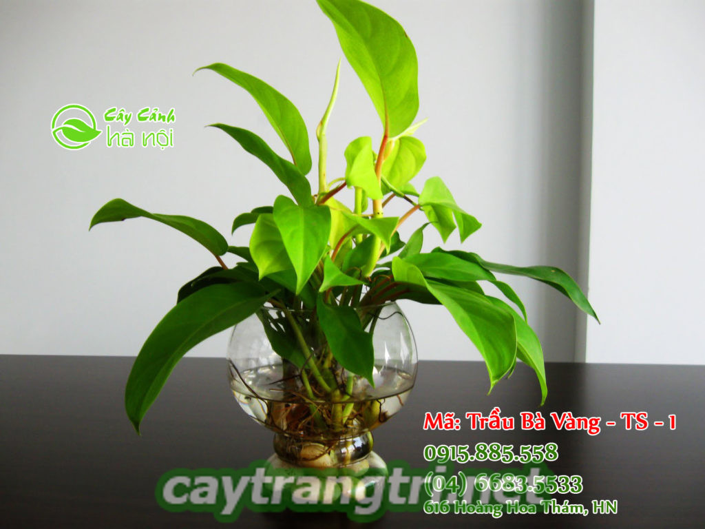 cay-qua-tang-khai-truong-1 Tổng hợp những cây quà tặng khai trương ý nghĩa nhất