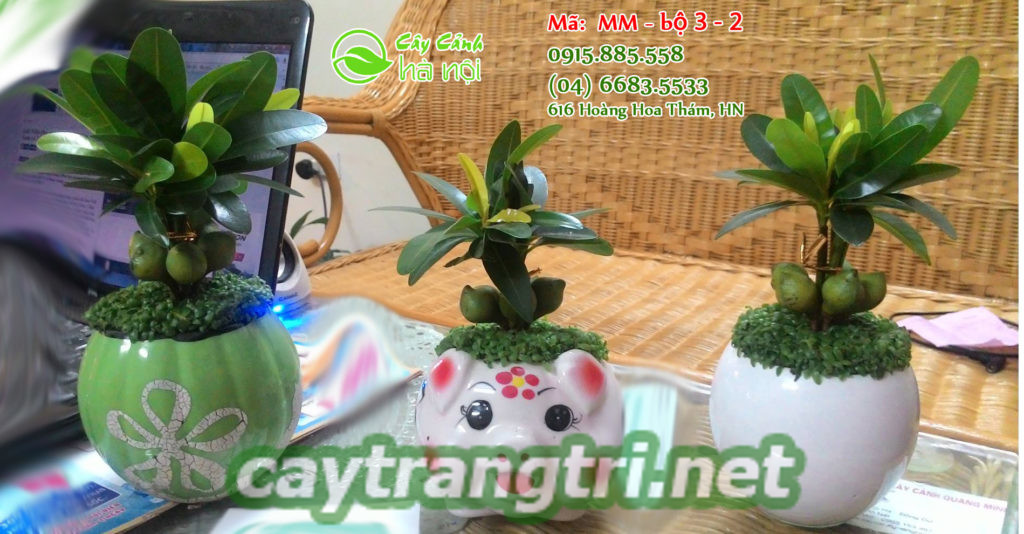 cay-tai-loc-2-1024x534 Cây tài lộc - tác dụng và ý nghĩa phong thủy không ngờ