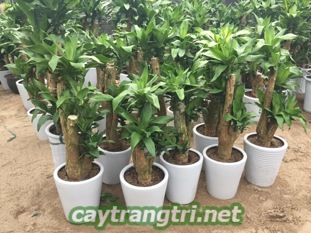 cay-thiet-moc-lan-1024x768 Tìm hiểu cây thiết mộc lan, tác dụng và ý nghĩa trong phong thủy