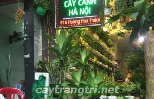 Kỹ thuật trồng và chăm sóc cây thiết mộc lan