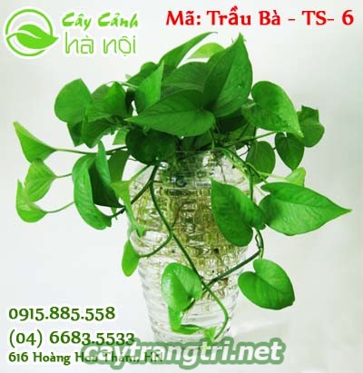 cay-trau-ba-1024x768 Ý nghĩa của cây trầu bà và cách chăm sóc đúng chuẩn